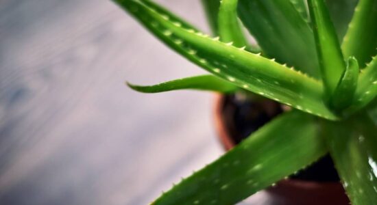 ALOE VERA ZANIMLJIVOSTI
