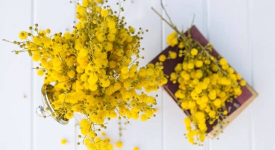 SMILJE – BILJKA BESMRTNOSTI